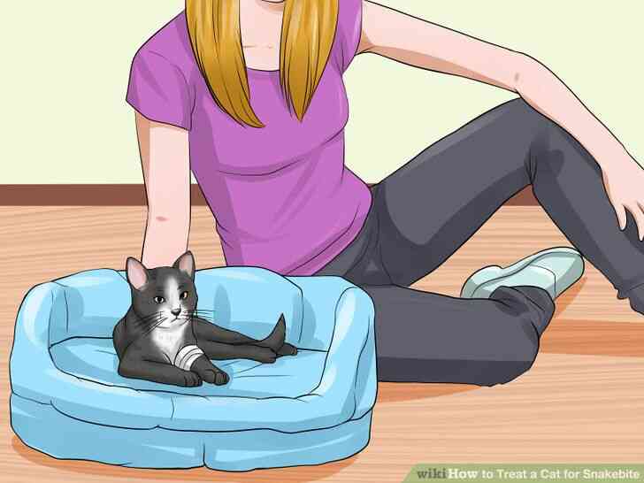 Image intitulée Traiter un Chat pour les Morsures de l